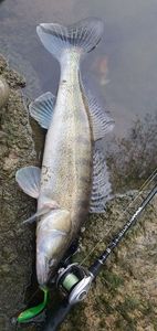 Zander