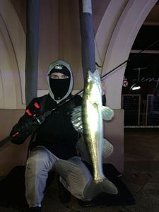 Zander