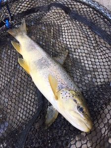 Brown Trout