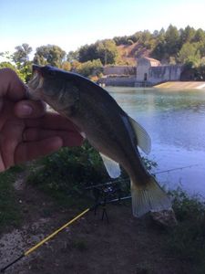 Largemouth Bass