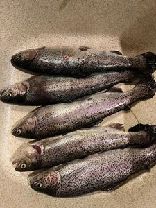 Rainbow Trout