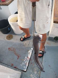 Conger