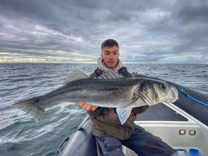 European Bass (Seabass)