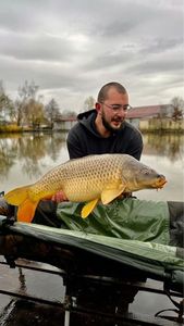 Common Carp