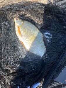 Common Bream