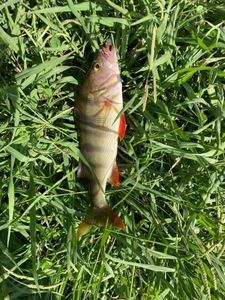 European Perch