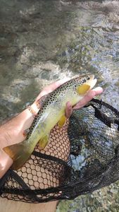 Brown Trout