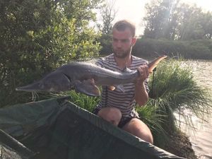 Sturgeon