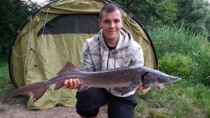 Sturgeon