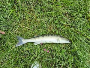 Zander