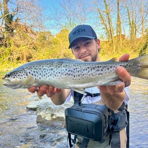 Sea Trout