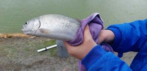 Lake Trout