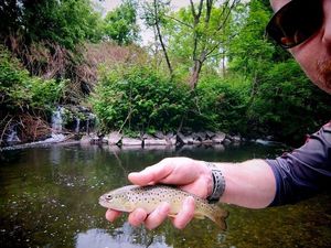 Brown Trout