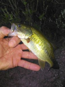 Largemouth Bass