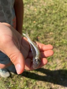 Gudgeon