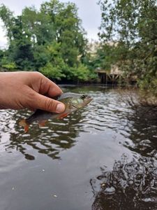 European Perch