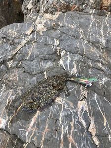 Common Cuttlefish