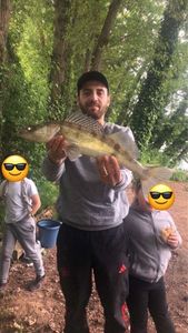 Zander