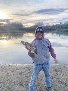 Walleye
