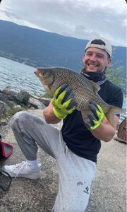 Common Bream