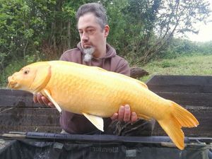 Koï Fish