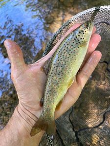 Brown Trout