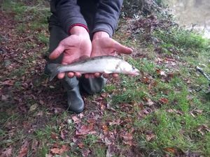Zander