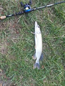 Northern Pike