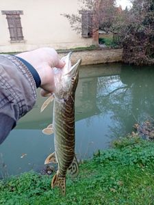 Northern Pike