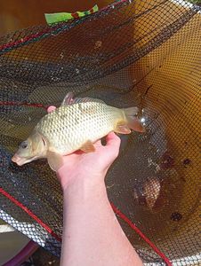 Common Carp