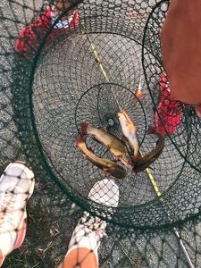 Black Bullhead