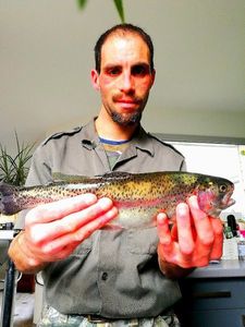 Rainbow Trout