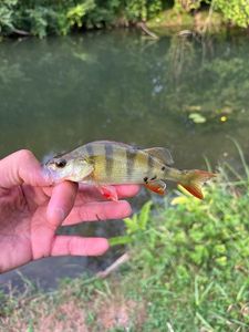 European Perch