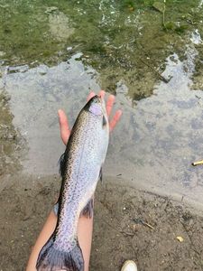 Rainbow Trout
