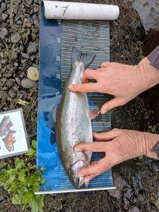 Rainbow Trout