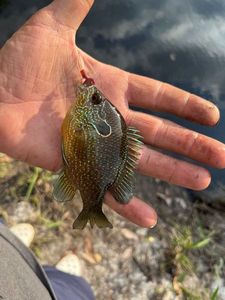 Green Sunfish