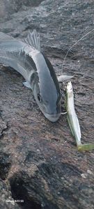 European Bass (Seabass)