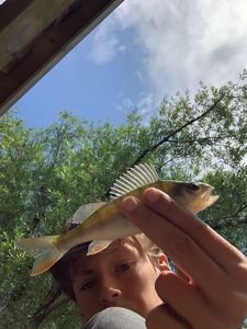 European Perch