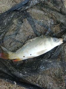Leather Carp