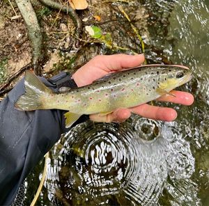 Brown Trout