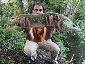 Northern Pike