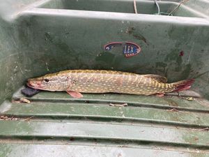 Northern Pike