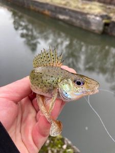 Ruffe