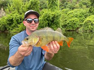 European Perch