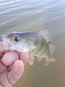 European Perch