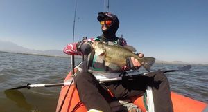 Largemouth Bass