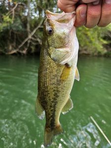 Largemouth Bass