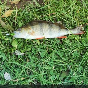 European Perch