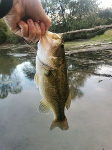 Smallmouth Bass