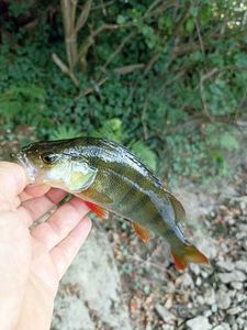 European Perch